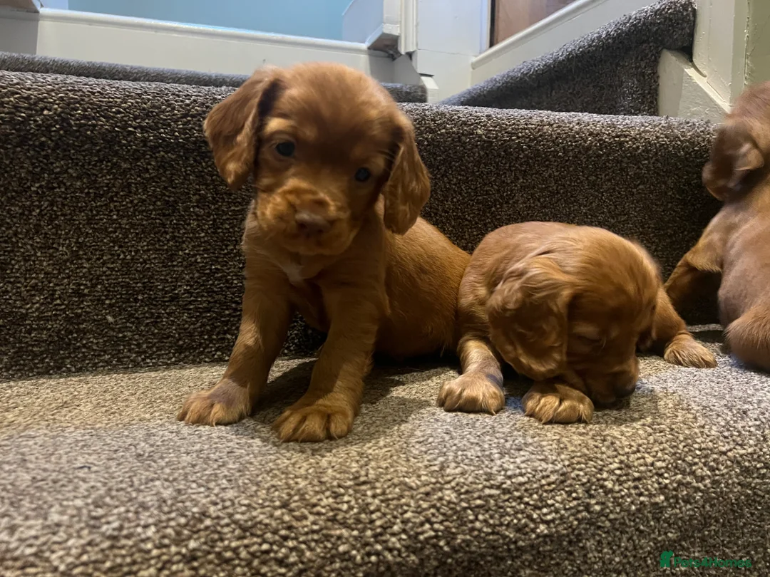 Cocker Spaniel dogs for sale: Working cocker spaniel kc registered boys only  - Advert 2