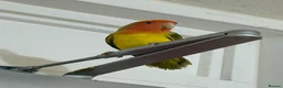 Lovebirds birds for sale: Bonded Pair of Lovebirds Looking for Loving Home - Advert 6
