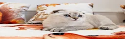 Scottish Fold cats for sale: 💙🐾 **Gorgeous Scottish Fold Boy ** - Advert 5