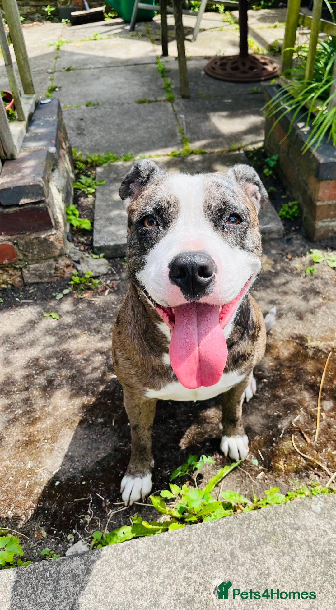 Staffordshire Bull Terrier dogs for sale: Beautiful Puppies Are  Looking For New Home :) - Advert 13