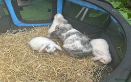 Mini Lop rabbits for sale: mini lops  - Image 10