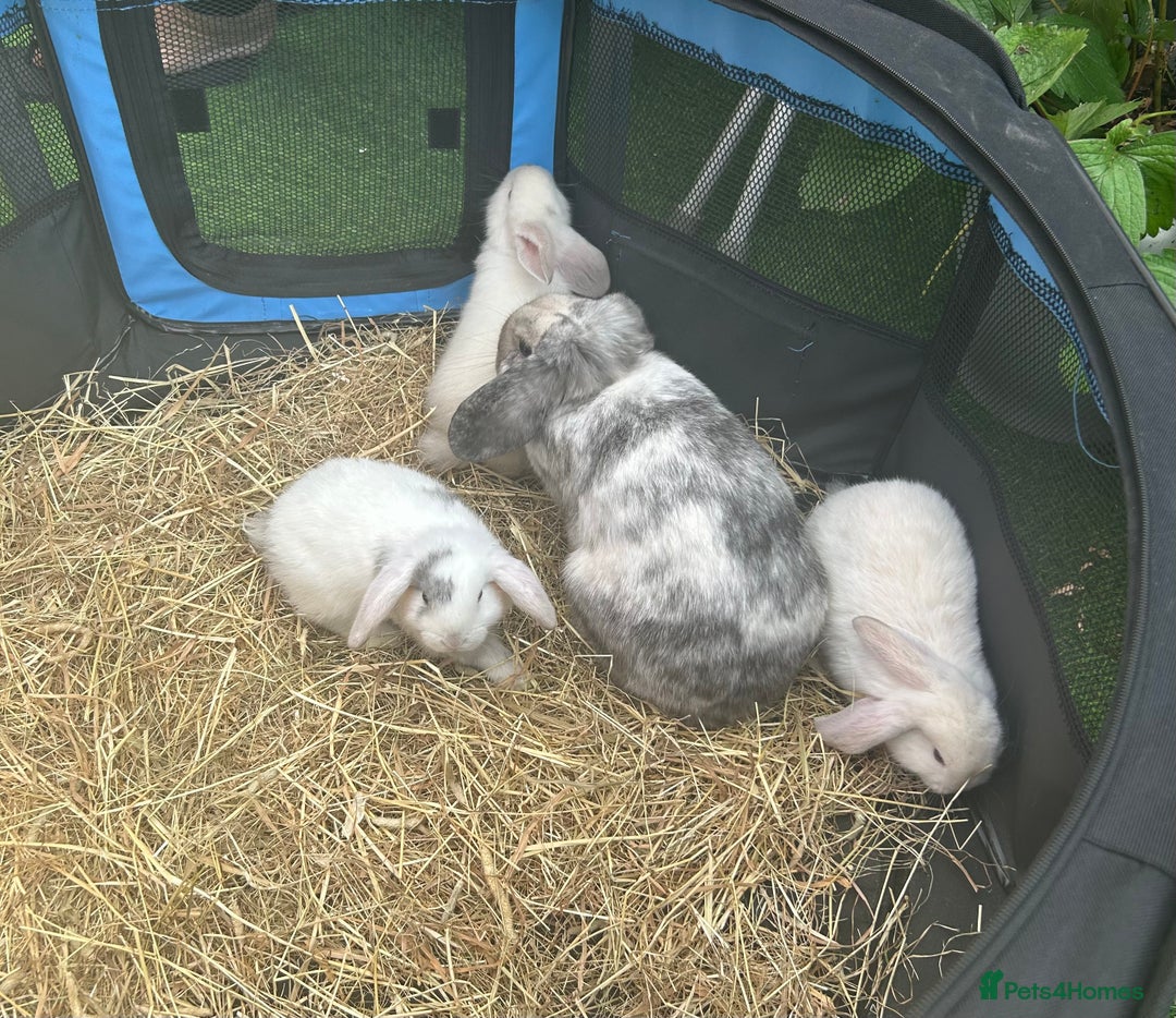 Mini Lop rabbits for sale: mini lops  - Image 10