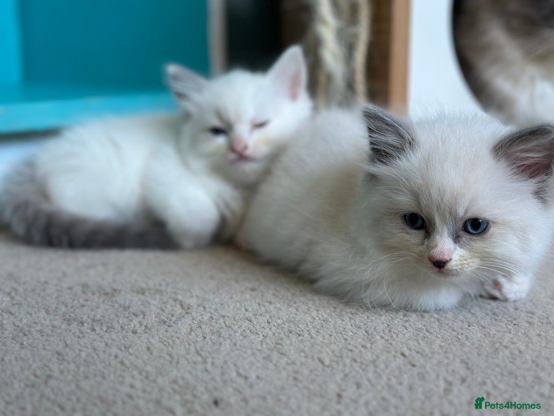 Ragdoll cats for sale: GCCF Registered Ragdoll Kittens Available! 🐾 in Taunton - Image 20