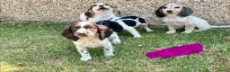 Cocker Spaniel dogs for sale: Cocker spaniel puppies in Llanelli - Advert 10
