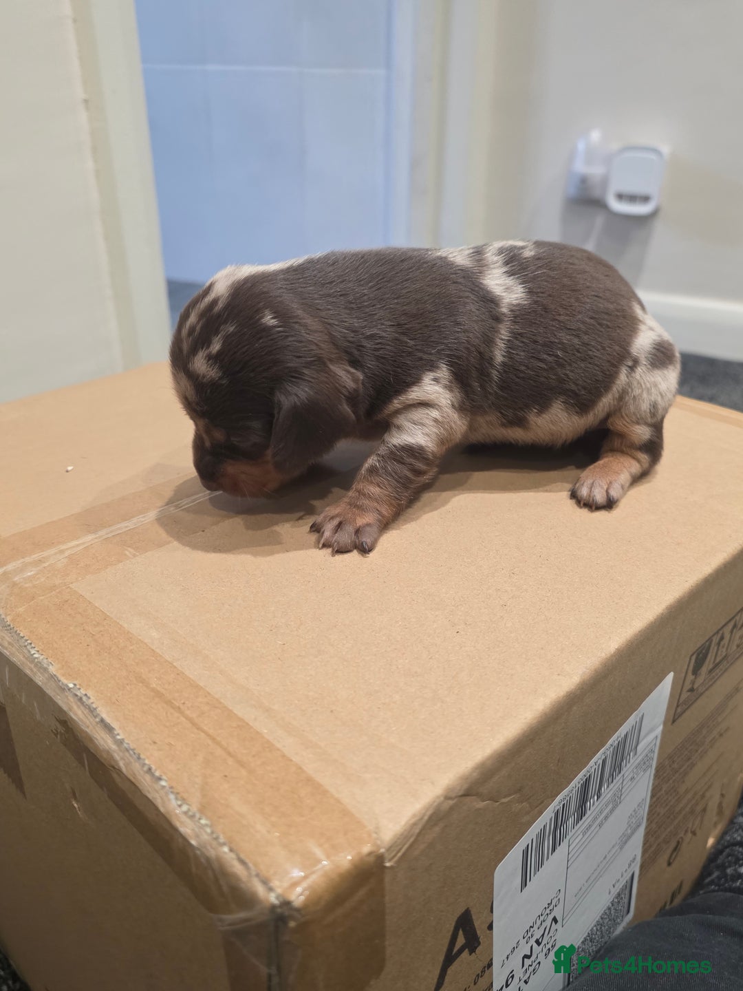 Miniature Dachshund dogs for sale: Mini Daschund Puppies - Image 6