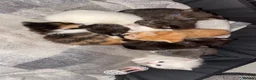 Mixed Breed cats for sale: 3 adorable kittens ready now! - Advert 8