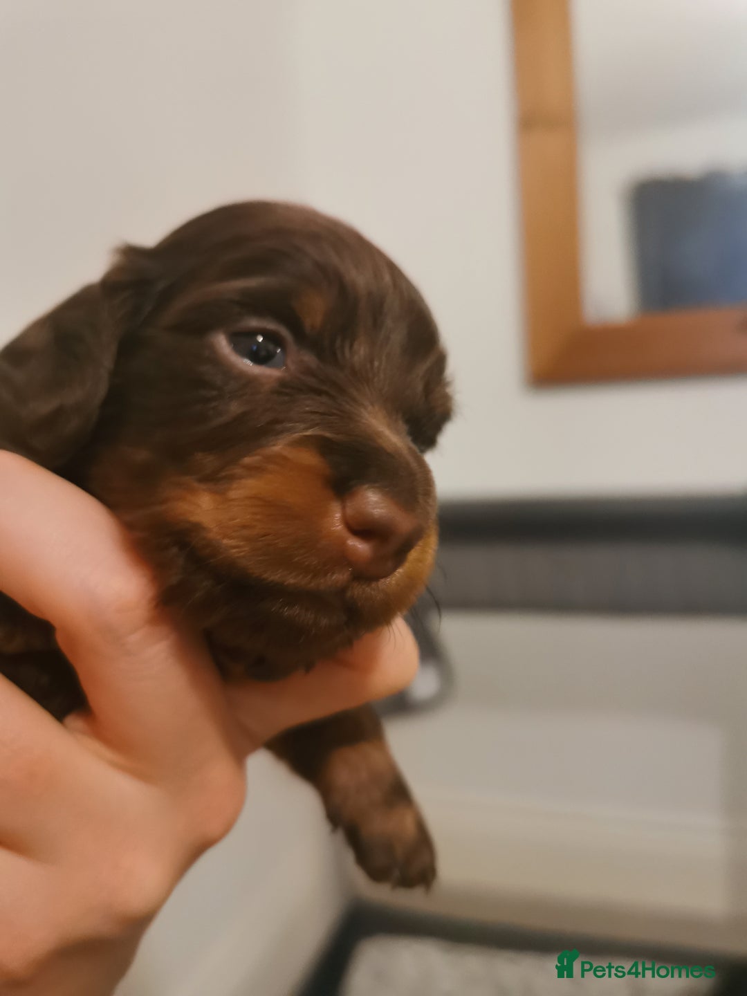 Miniature Dachshund dogs for sale: 5 beautiful miniature dachshund pups for sale - Image 15