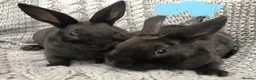 Rex rabbits for sale: Beautiful velvet mini Rex & Rex rabbits - Advert 18