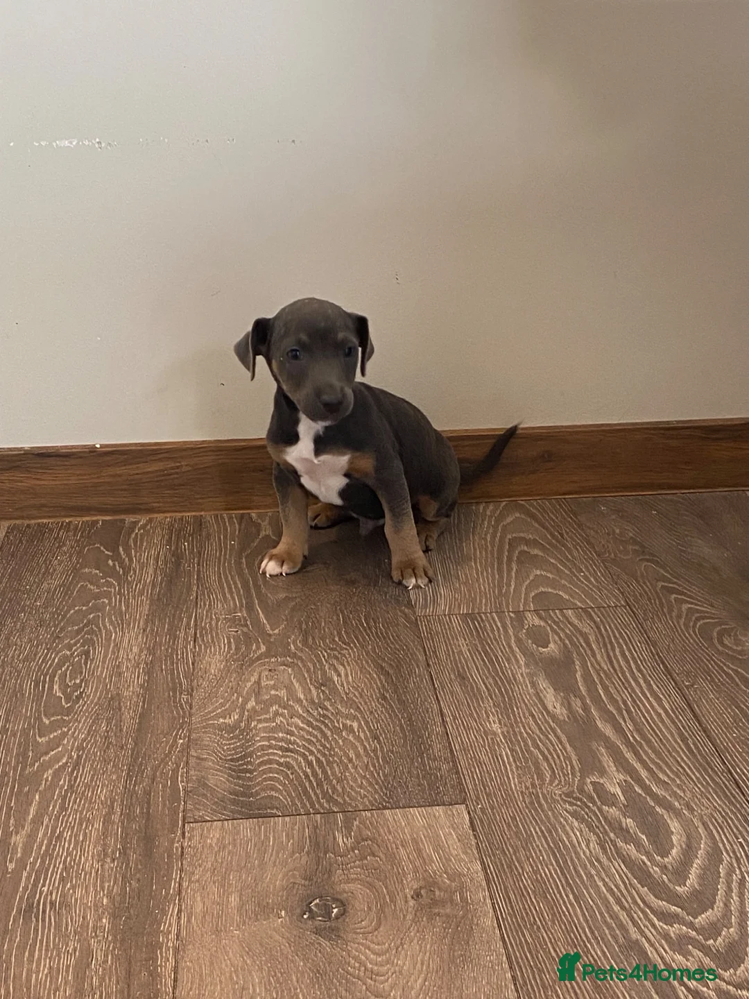 Jack Russell dogs for sale: Blue and tan jack Russell boy  - Advert 1