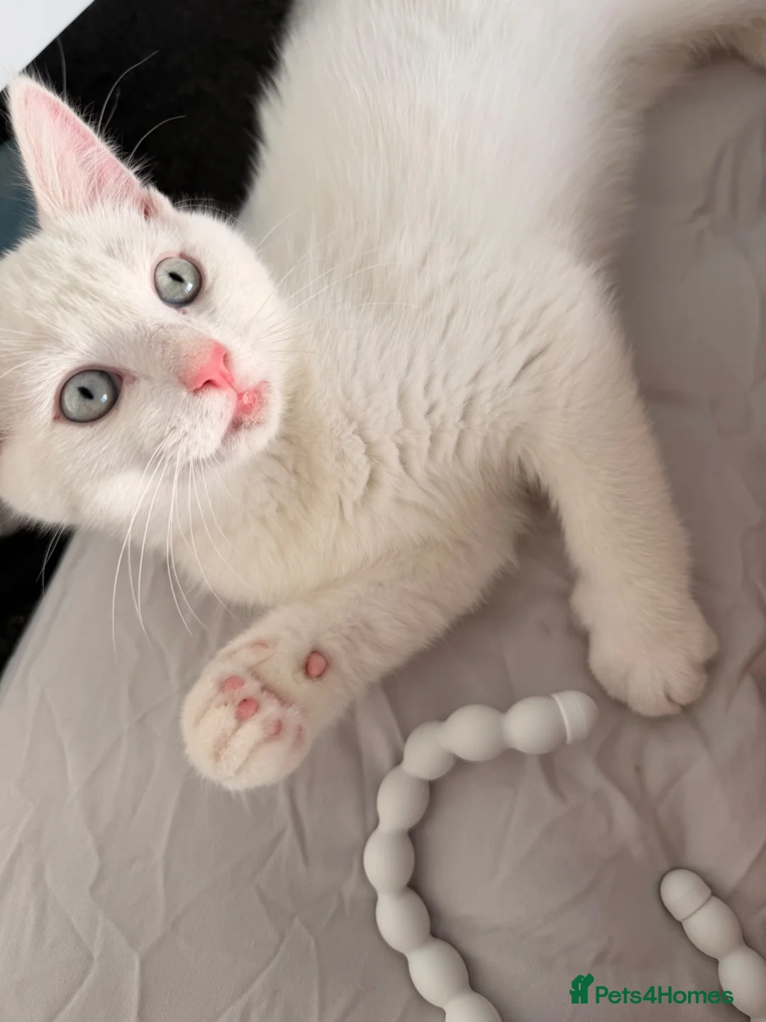 Mixed Breed cats for sale: loving white kitten - Advert 1