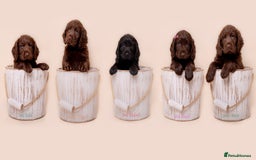 Cockerdor dogs for sale: Cockador Puppies - Image 2