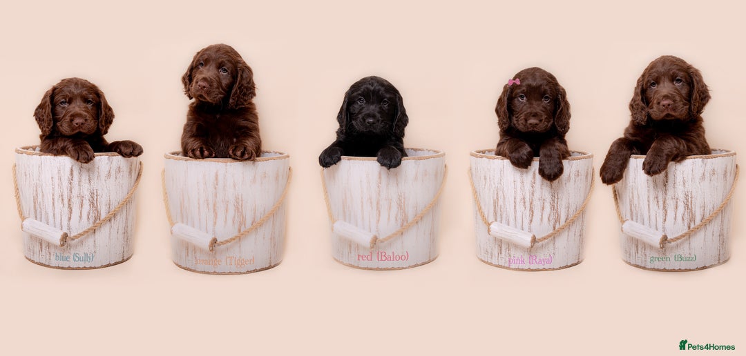 Cockerdor dogs for sale: Cockador Puppies - Image 2