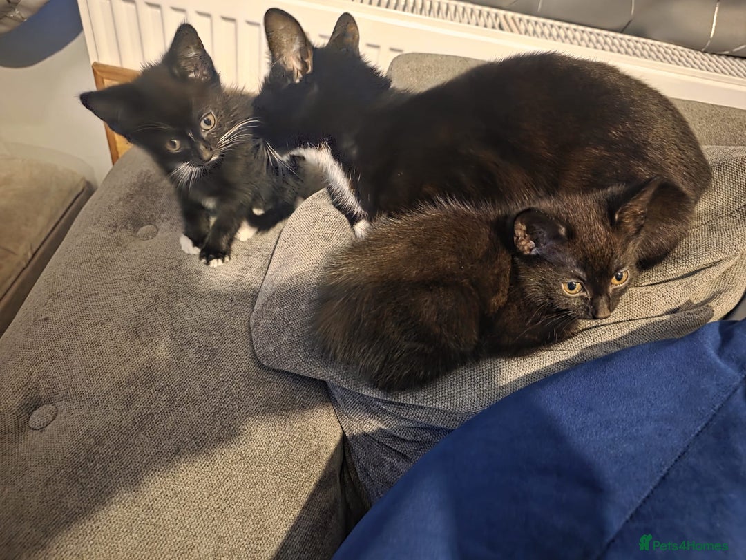 Domestic Shorthair cats for sale: Kitten for sale - Image 3