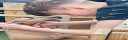 Italian Greyhound dogs for sale: Spayed kc registered female for rehome  in Banbury - Advert 4