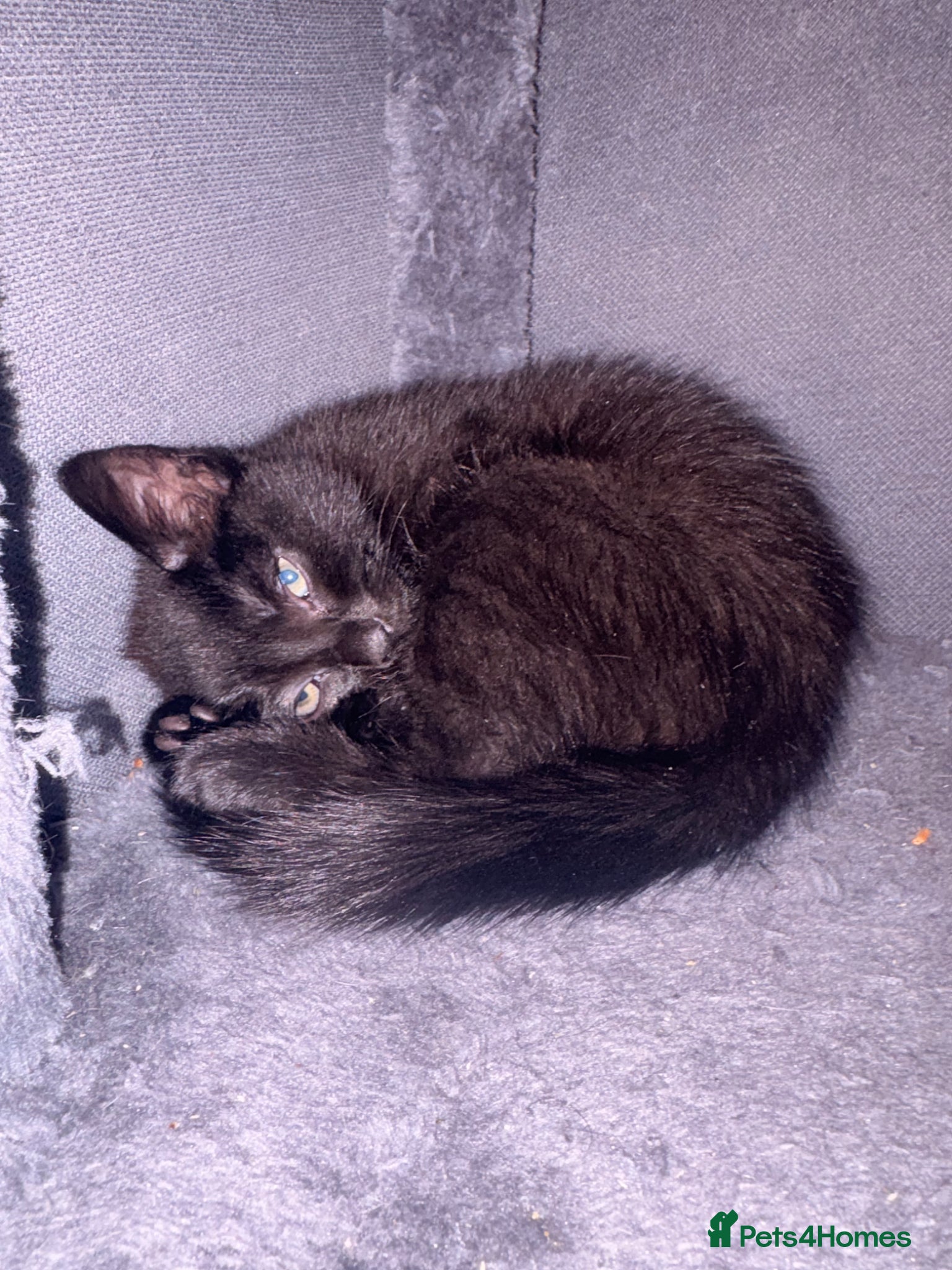 Mixed Breed cats Kittens for sale - Advert 2