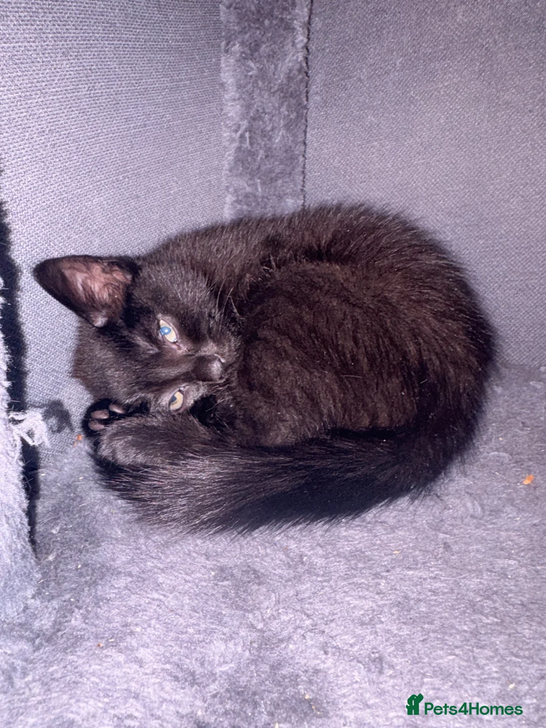 Mixed Breed cats for sale: Kittens for sale - Advert 1