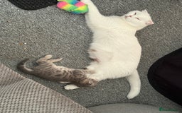 Scottish Fold cats for sale: 3 purring lovebugs - Image 8