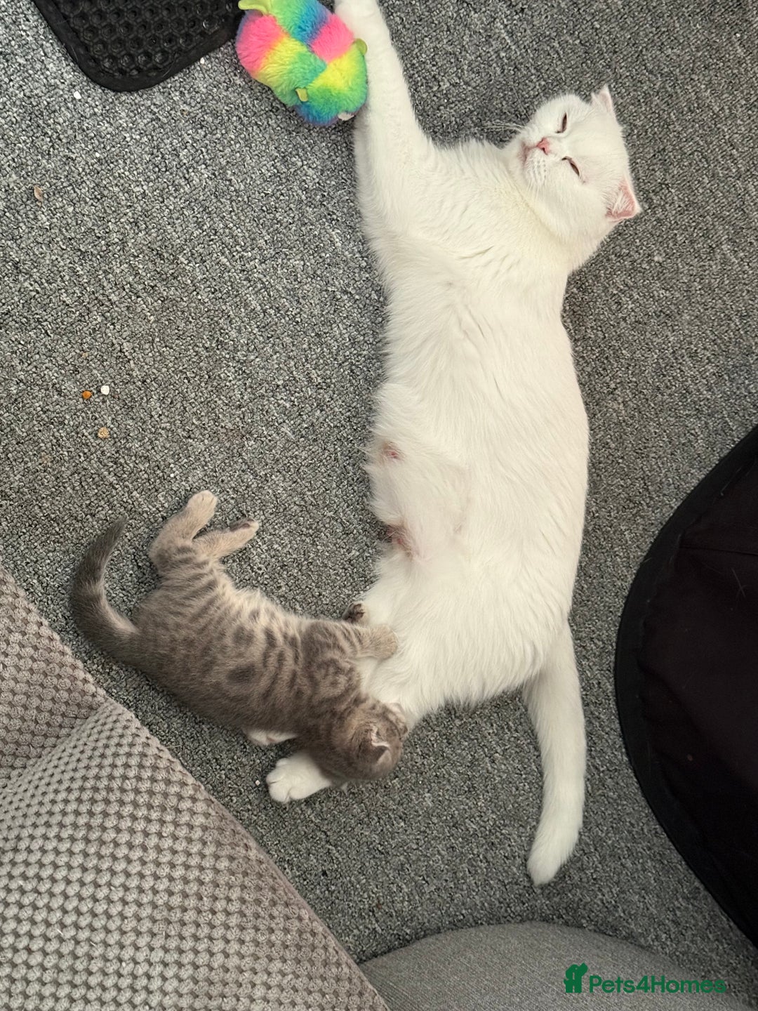 Scottish Fold cats for sale: 3 purring lovebugs - Image 8