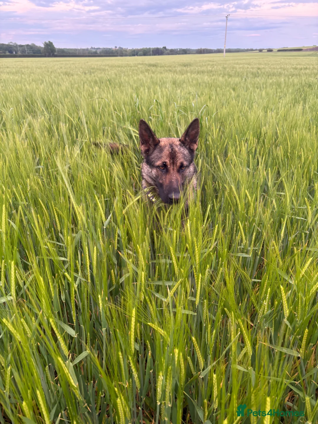 German Shepherd dogs for sale: Abbie in Saint Helens - Advert 2