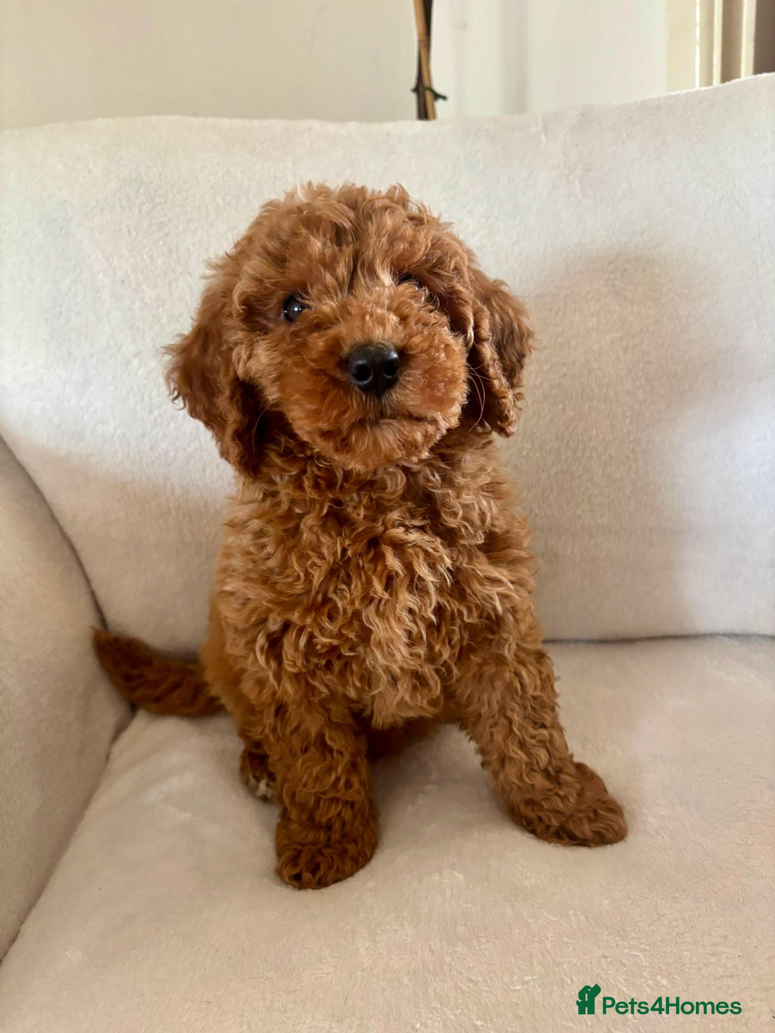 Cockapoo dogs Exceptional F1B - Advert 5