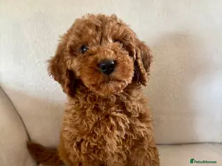 Cockapoo dogs Exceptional F1B - Advert 5
