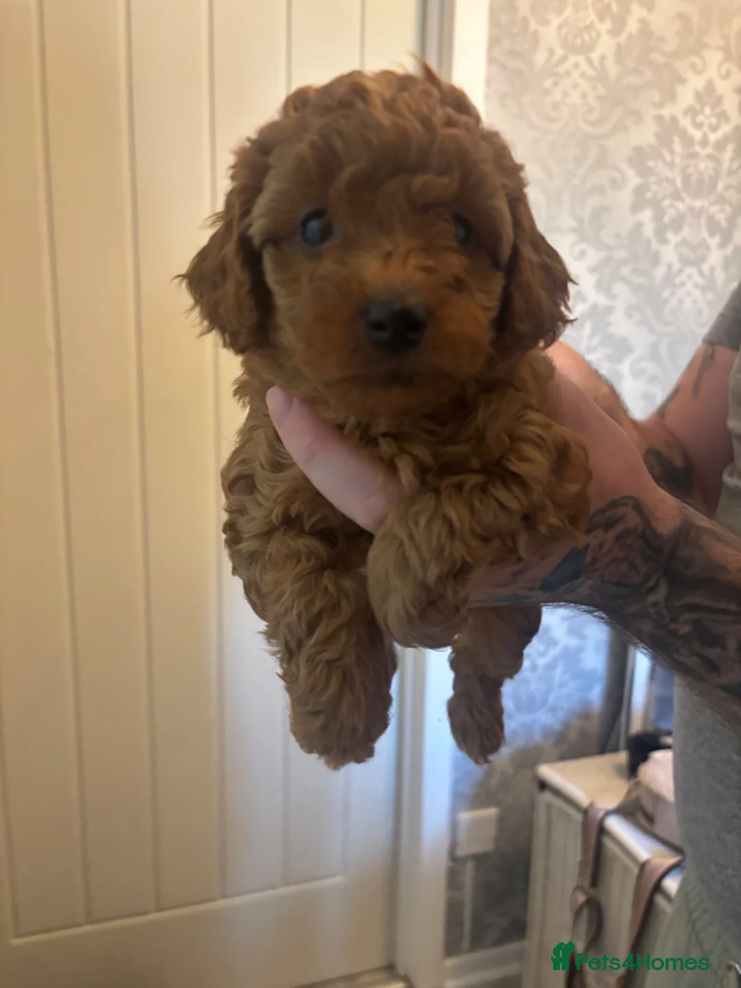 Toy Poodle dogs for sale: Toy poodle puppies 🐩 Ready to leave next week 🐩 - Advert 2