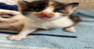 Domestic Shorthair cats - Advert 4