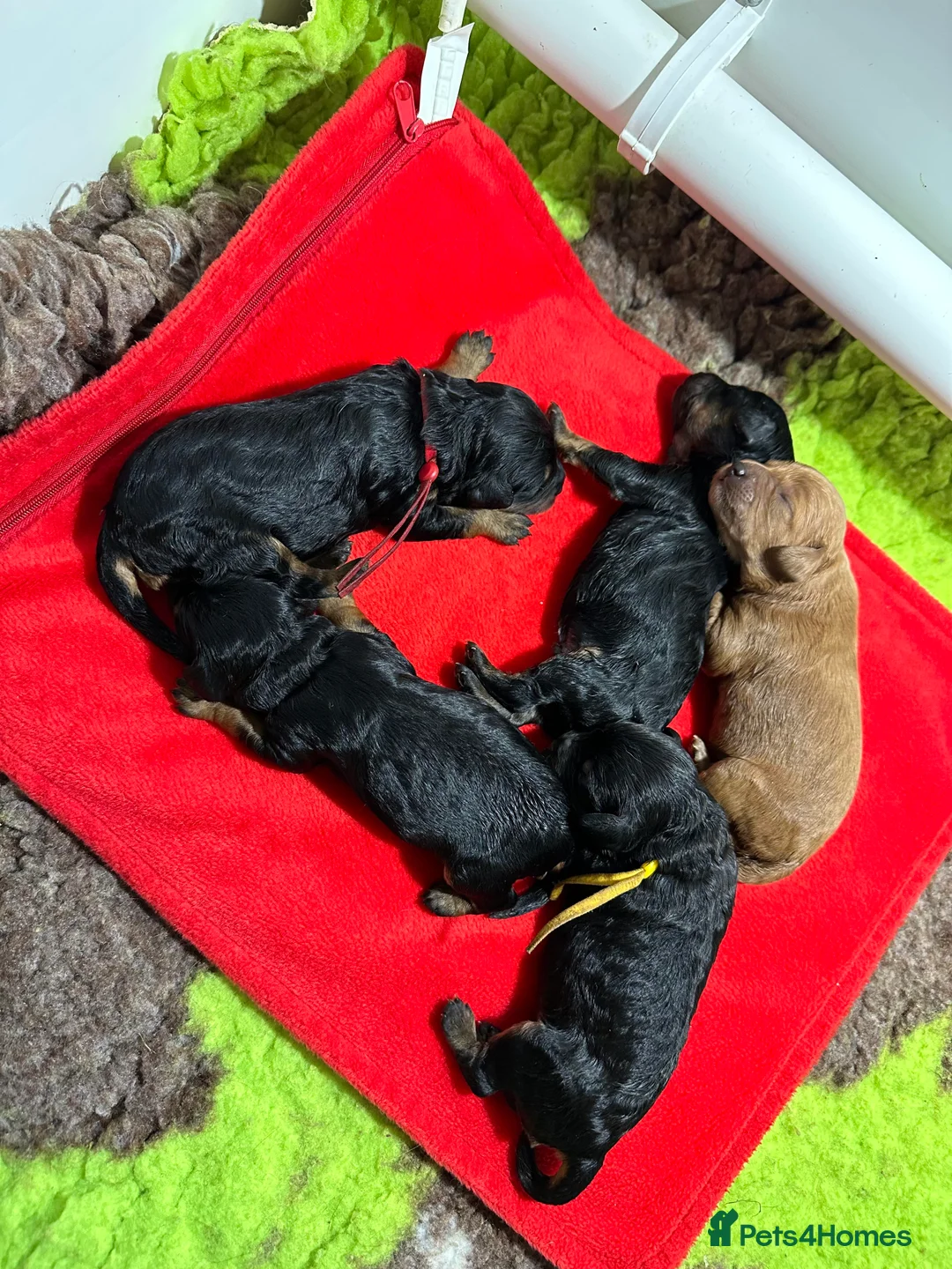 Toy Poodle dogs for stud: KC registered / health tested toy poodle stud in Bolton - Advert 11