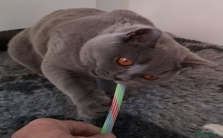 British Shorthair cats - Advert 3