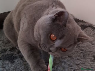 British Shorthair cats - Advert 21