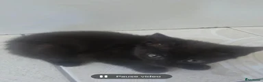 Black Cat