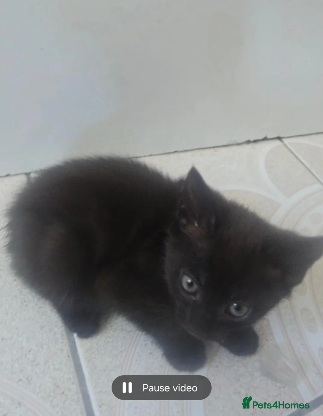 Mixed Breed cats for sale: 3 Kittens looking for a loving home - Advert 2