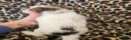 Yorkshire Terrier dogs for sale: 🩷 DNA tested parents 🩵 White Ocean Pearl litter - Advert 11