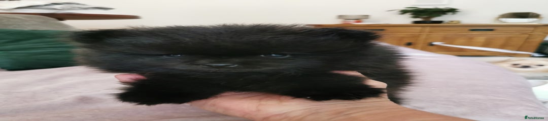 Pomeranian Puppy 1