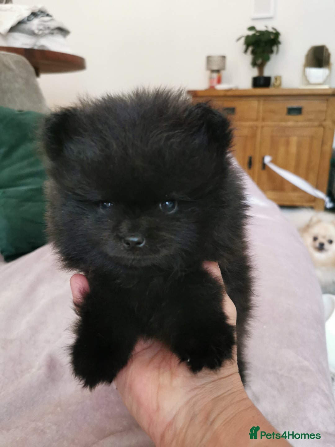 Pomeranian dogs for sale: Mini Pomeranians - Image 7