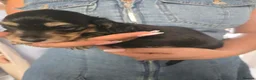 Miniature Dachshund dogs for sale: Miniature Dachshunds - Advert 11