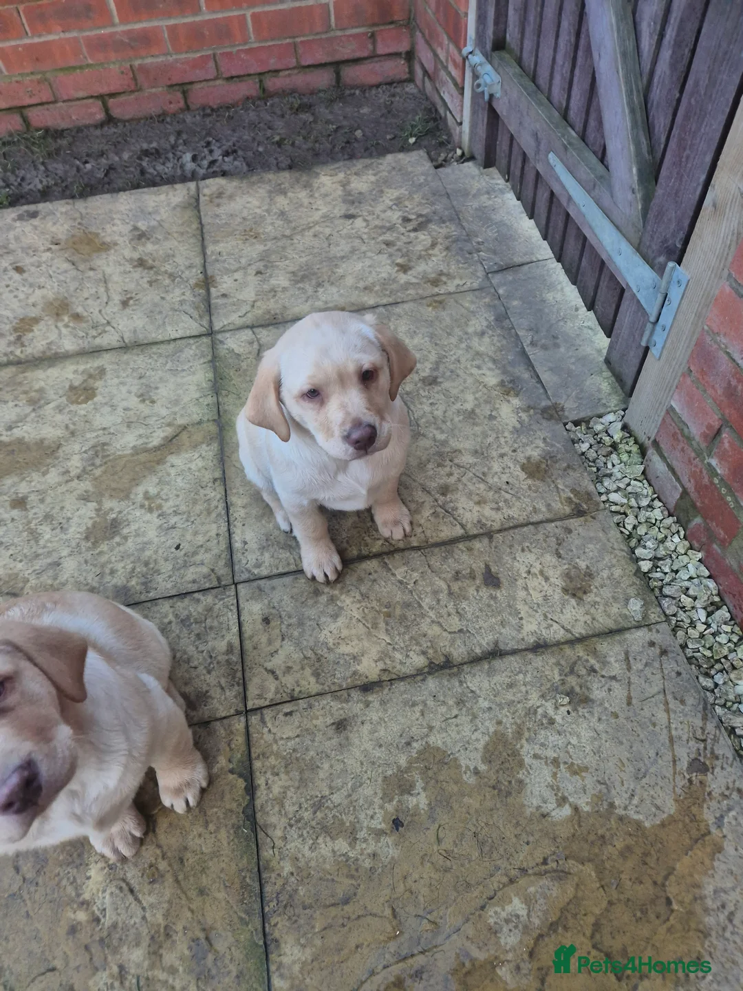 Labrador Retriever dogs for sale: Labrador Retriever last puppy  - Advert 2