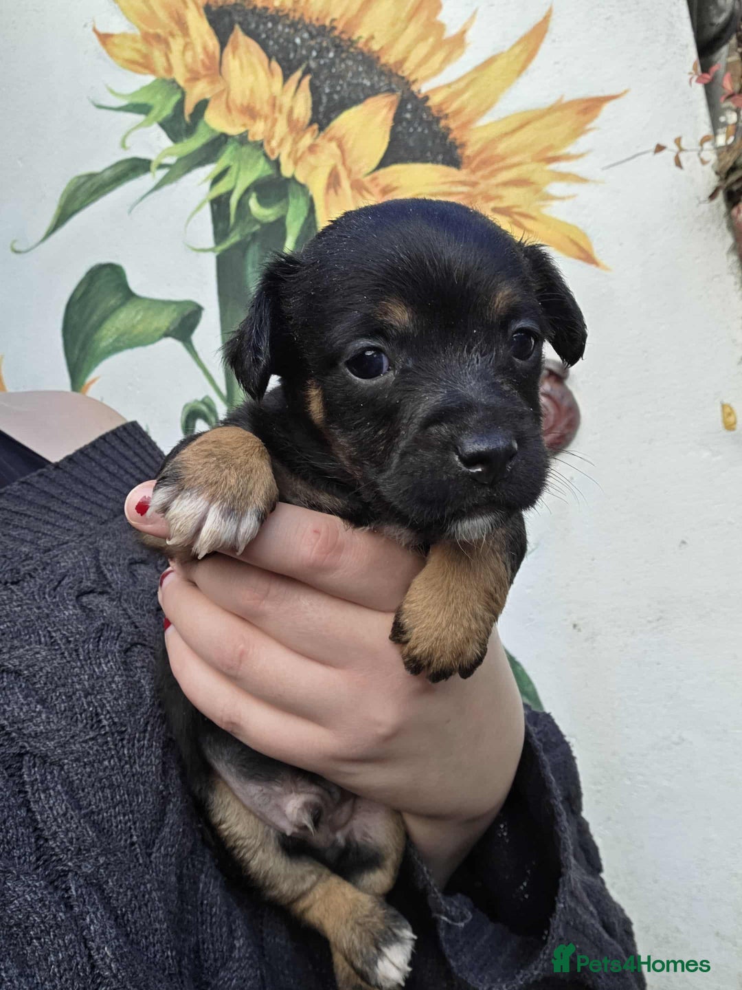 Mixed Breed dogs for sale: Black and Tan Puppies - Image 12