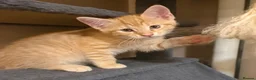 Maine Coon cats for sale: Beautiful Maine Coon x Silver British shorthair - Advert 4