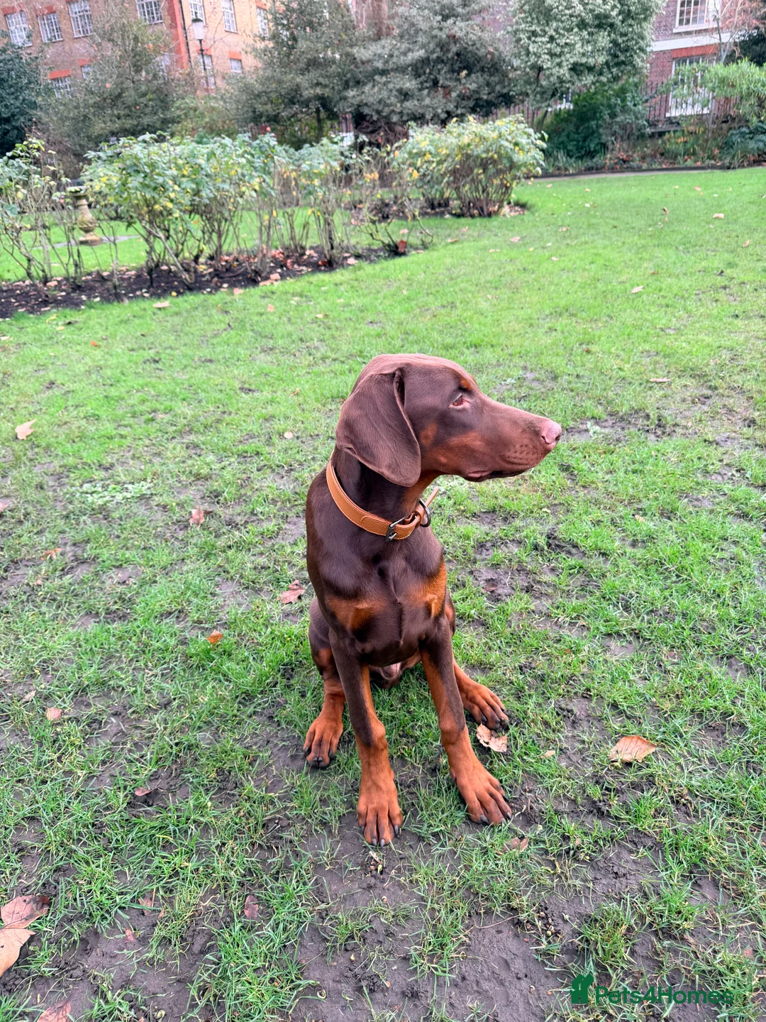 Dobermann dogs for sale: Dobermann pup (KC Registered Exceptional Parents) - Advert 3