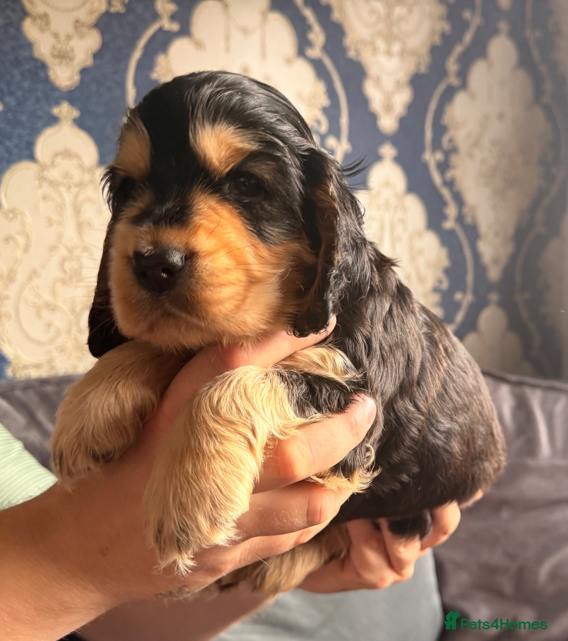 Cocker Spaniel dogs KC registered Black & Tan Sable Boy 🩵 - Advert 2