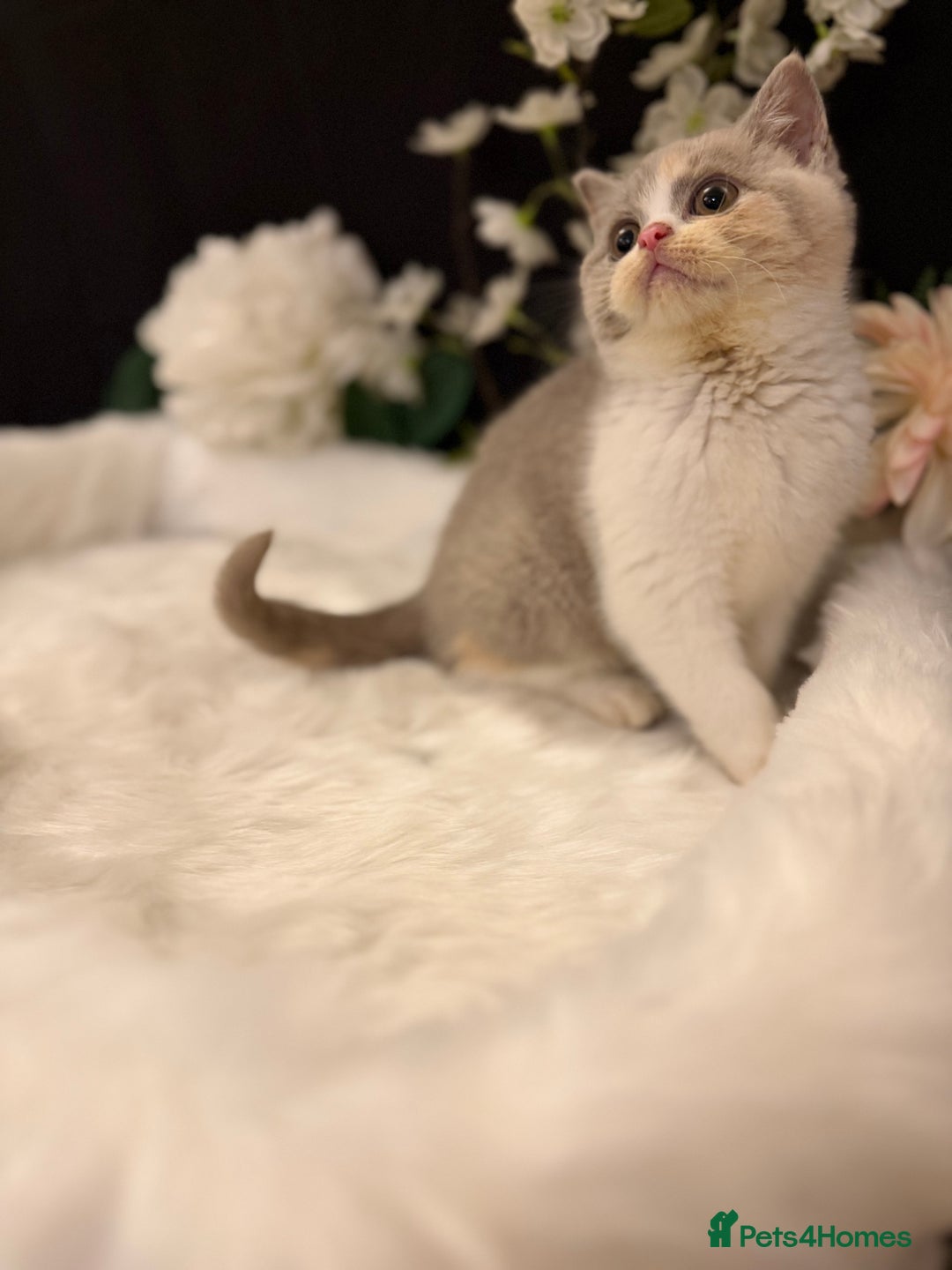 British Shorthair cats for sale: READY NOW - Full Pedigree Registered BSH kittens  - Advert 24