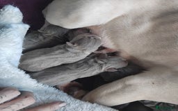 French Bulldog dogs for sale: Beautiful chunky French Bulldogs - Image 3