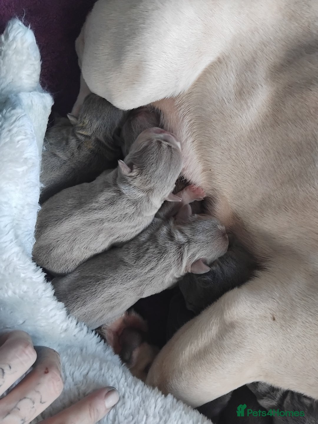 French Bulldog dogs for sale: Beautiful chunky French Bulldogs - Image 3