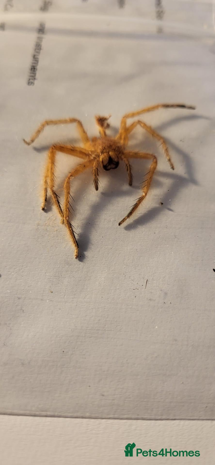 Spiders invertebrates for sale: The David Bowie huntsman. - Advert 1