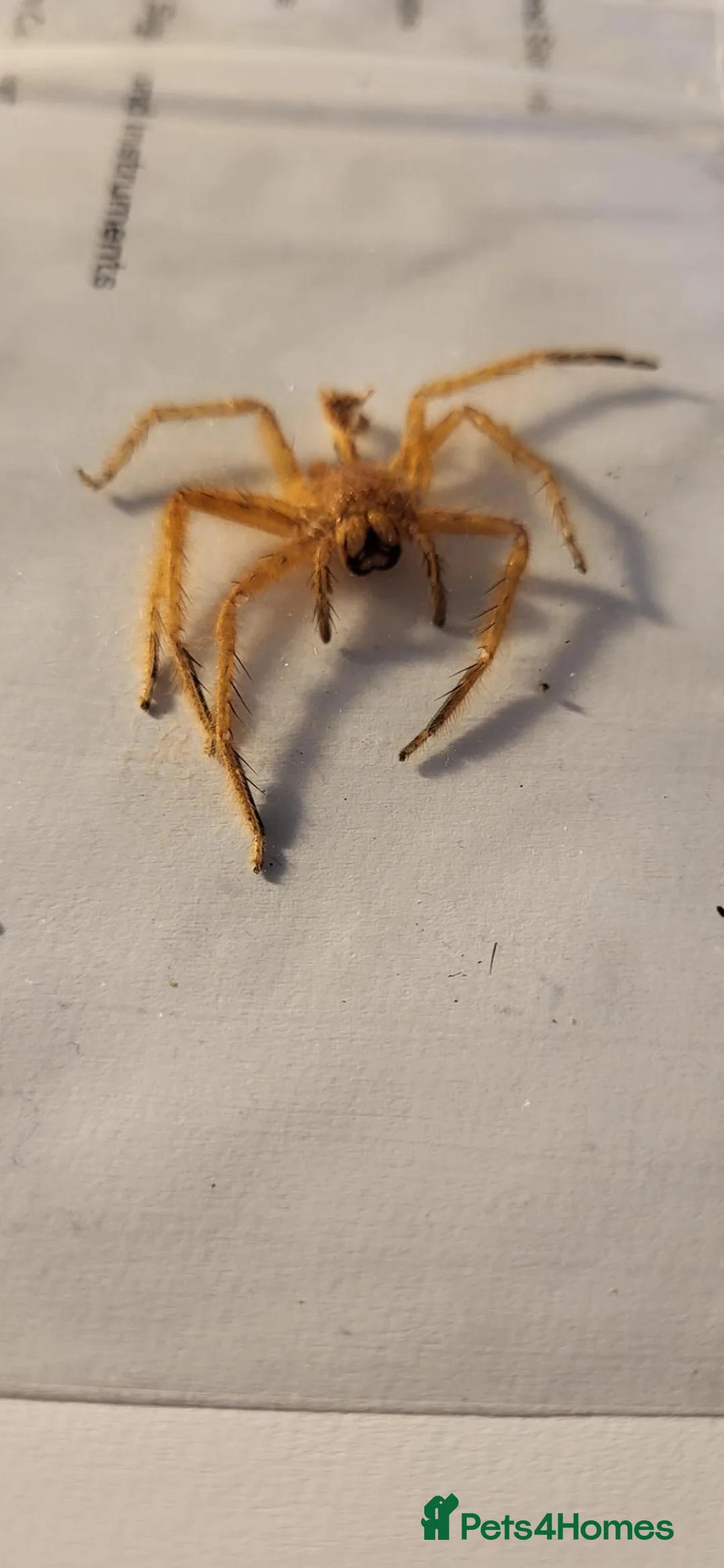 Spiders invertebrates for sale: The David Bowie huntsman. - Advert 1