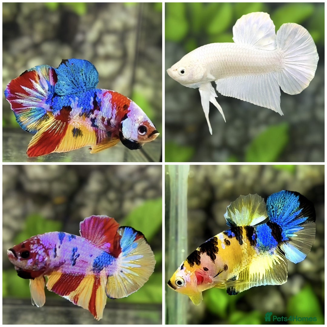 Bettas fish for sale: Imported Male and female betta fish - Advert 6