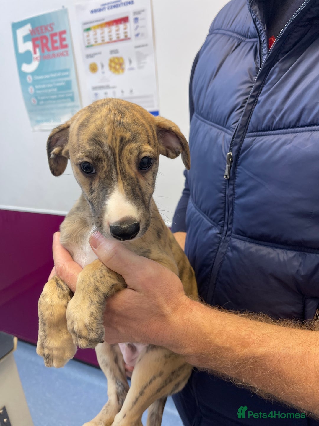 Whippet dogs for sale: AVAILABLE Kc reg healthy, sweet, gentle whippets - Advert 7