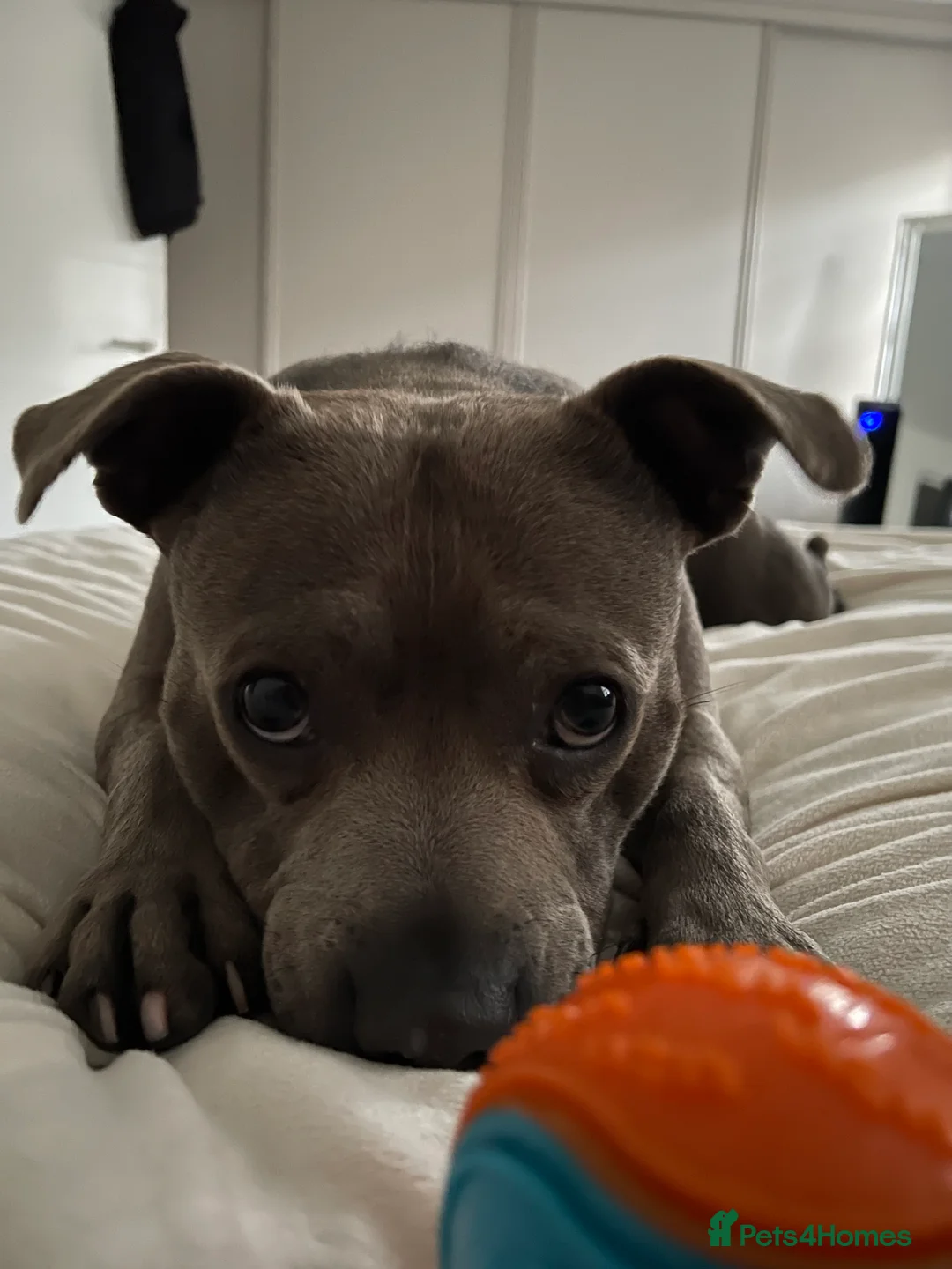 Staffordshire Bull Terrier dogs for sale: Skye - Staffordshire bull terrier  - Advert 2