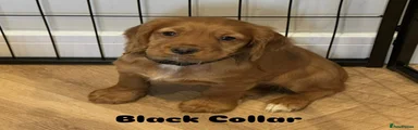 Cocker Spaniel 2